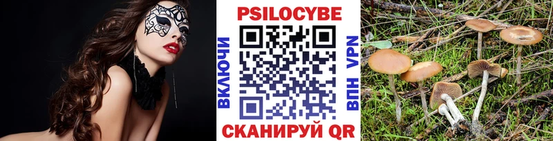 где найти Злынка Псилоцибиновые грибы Magic Shrooms